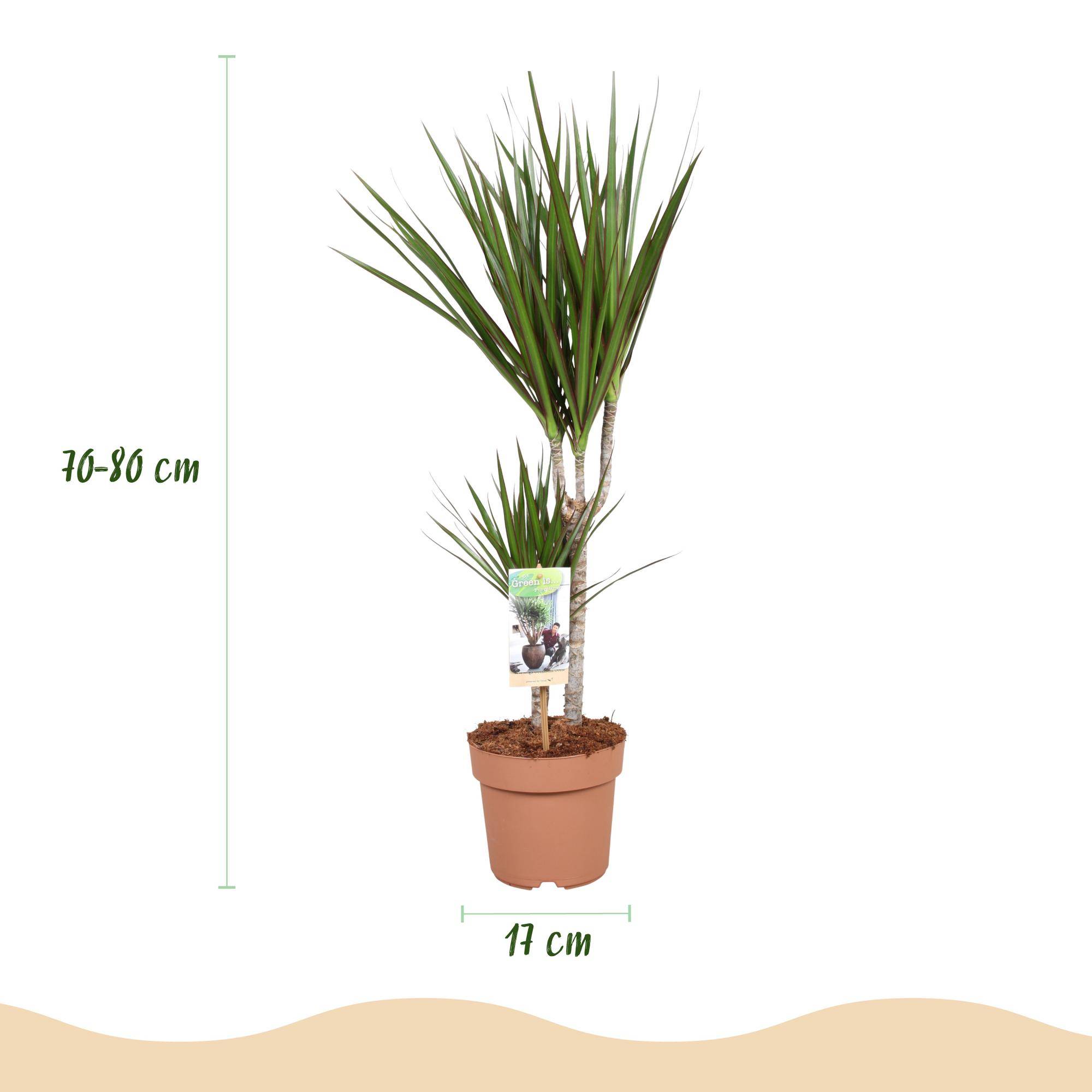 Dragonnier - Dracaena marginata - lot de 2 - Ø17cm - ↕80cm - Plantes d’intérieur - Image 3