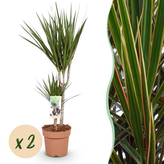Dragonnier - Dracaena marginata - lot de 2 - Ø17cm - ↕80cm - Plantes d’intérieur - Image 1