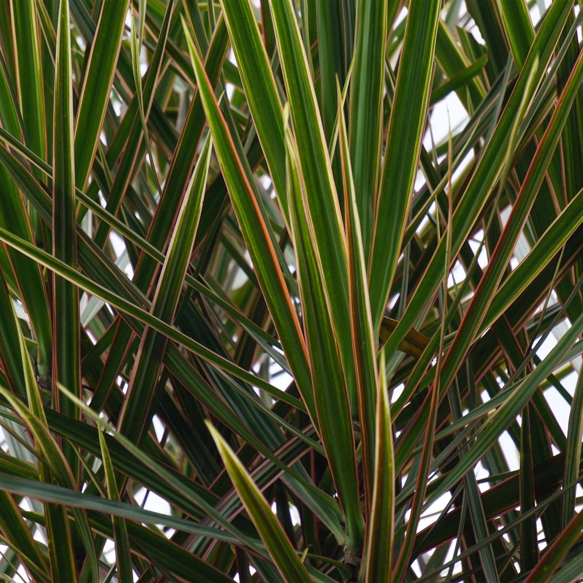 Dragonnier - Dracaena marginata - lot de 2 - Ø17cm - ↕80cm - Plantes d’intérieur - Image 5
