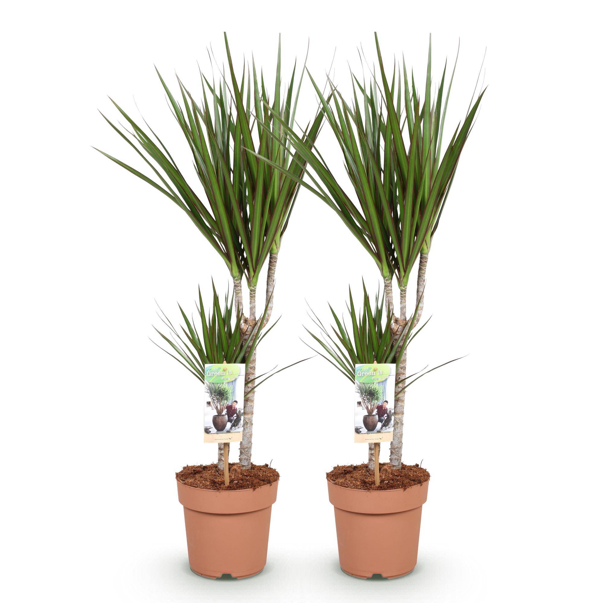 Dragonnier - Dracaena marginata - lot de 2 - Ø17cm - ↕80cm - Plantes d’intérieur - Image 2