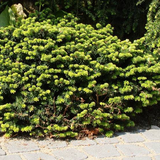 Abies balsamea Nana - Sapin baumier nain Pot de 4L/5L - Image 1