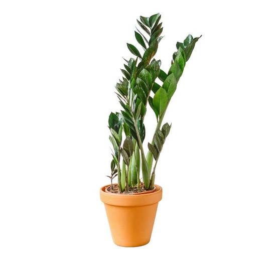 Zamioculcas Zamiifolia 60cm - Plante d'intérieur- La Green Touch - Image 1