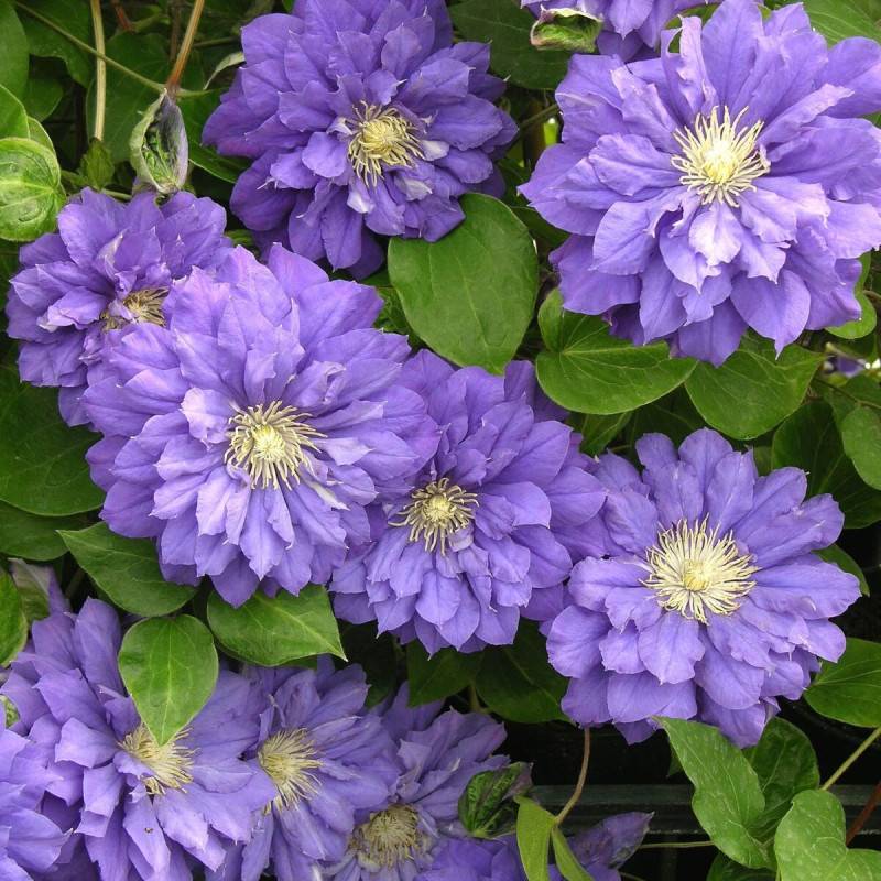 Clématite Franziska Marie™ 'Evipo008' à fleurs Violette - feuillage Caduc - Pot de 3L - Echelle bambou 60/120 cm-  hauteur à maturité De 2,00 m à 2,50 - Image 1