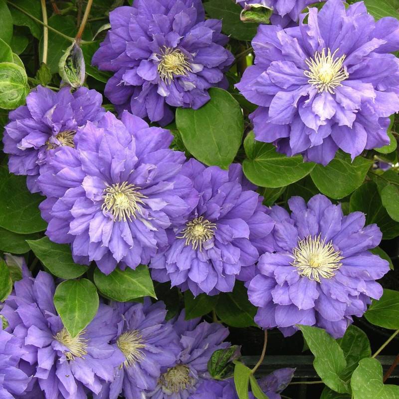Clématite Franziska Marie™ 'Evipo008' à fleurs Violette - feuillage Caduc - Pot de 3L - Echelle bambou 60/120 cm-  hauteur à maturité De 2,00 m à 2,50 - Image 5