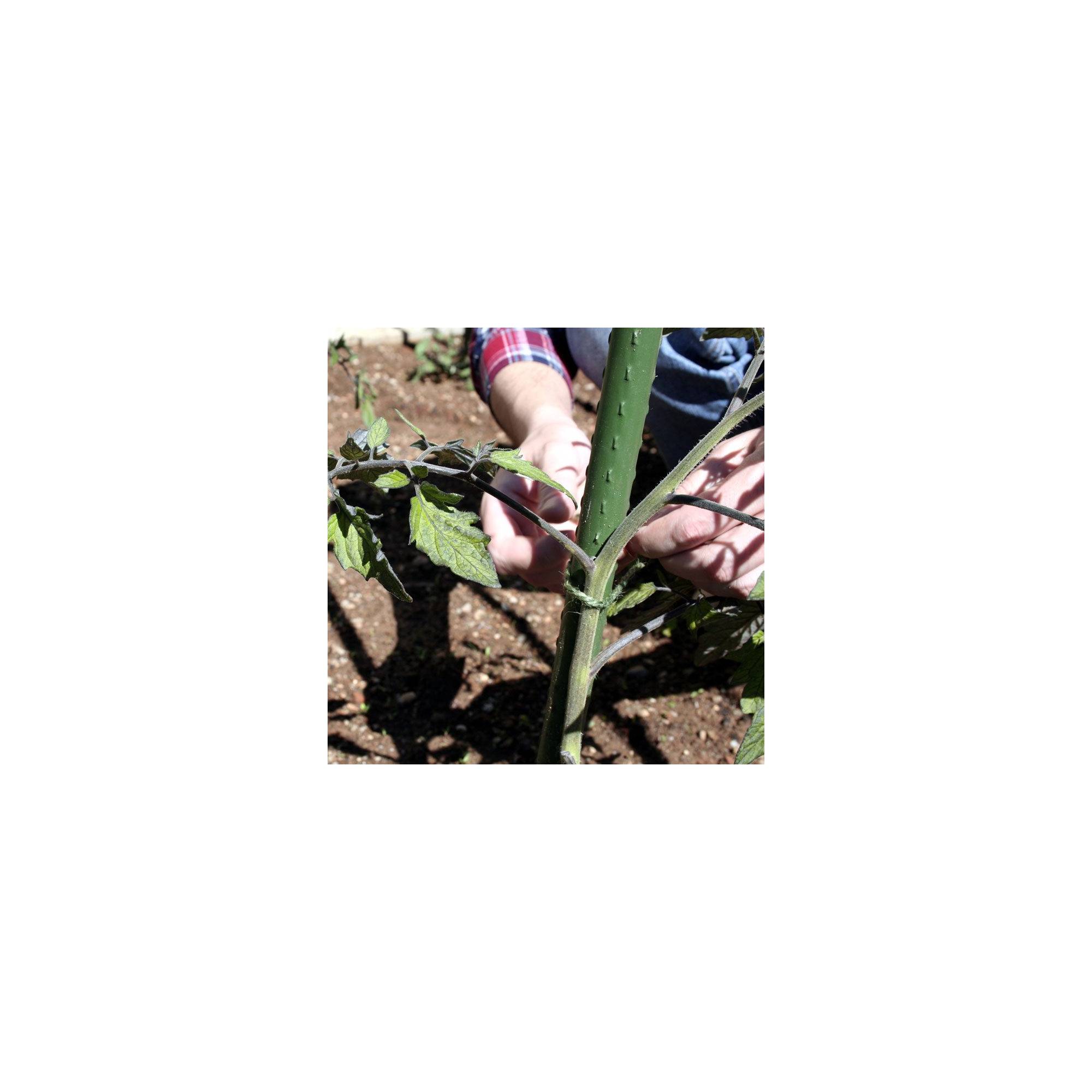 Sans Marque - Lot de 10 tuteurs pour plantes et légumes - En fer - Hauteur : 150 cm - Image 3