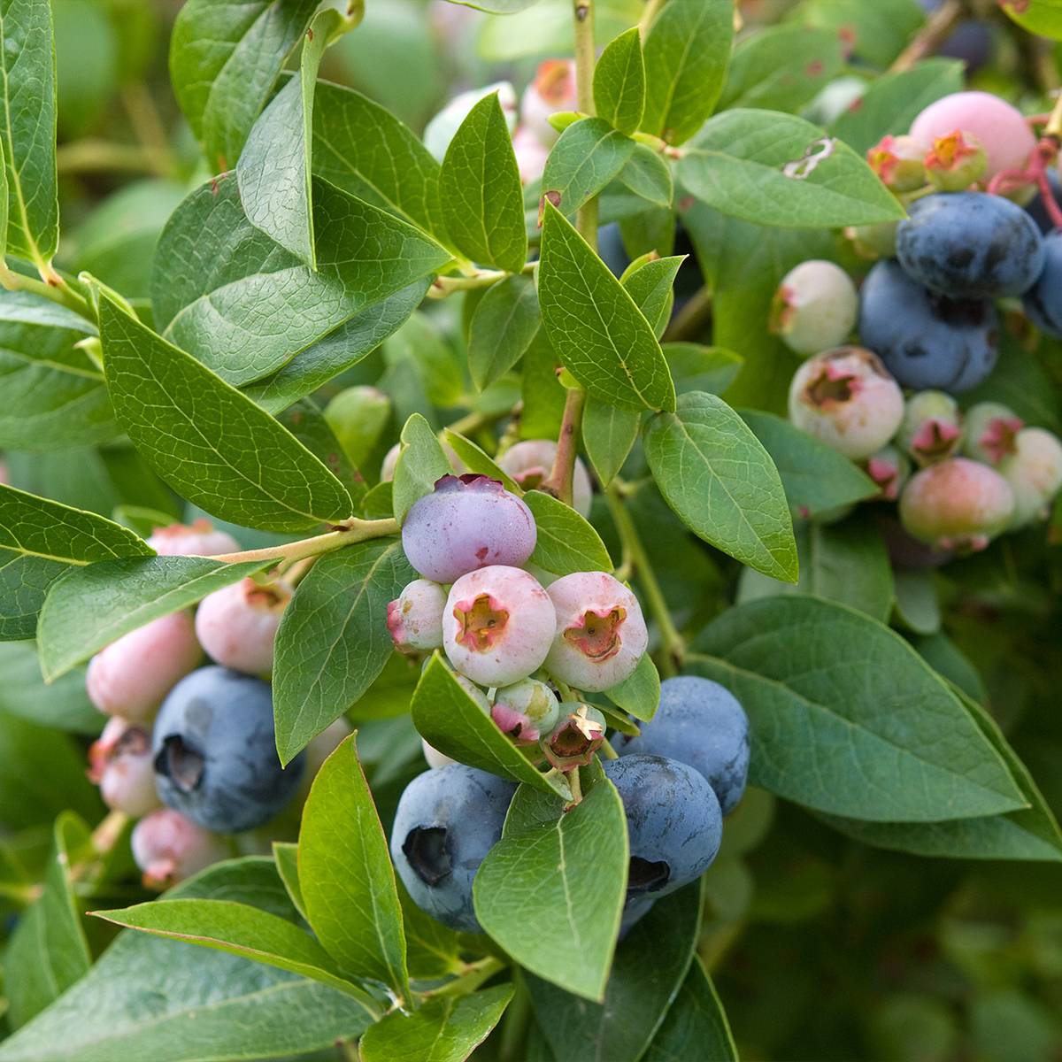 Promesse de Fleurs - Myrtille d'Amérique - Vaccinium corymbosum Spartan Pot de 2L/3L