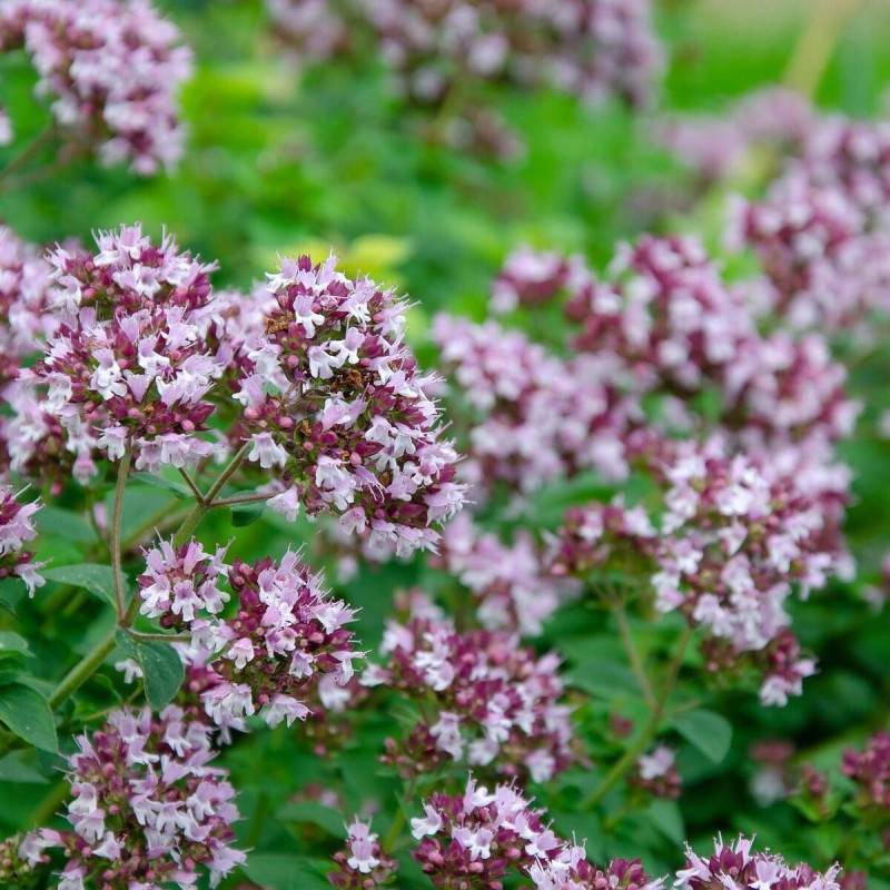 Origan Rosenkuppel à fleurs Rose - feuillage Caduc - Godet - 5/20 cm-  hauteur à maturité De 0,15 m à 0,50 m - Image 1