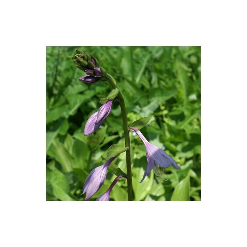 Hosta elata à fleurs Bleue/Violette - feuillage Caduc - Godet - 5/20 cm - Image 1