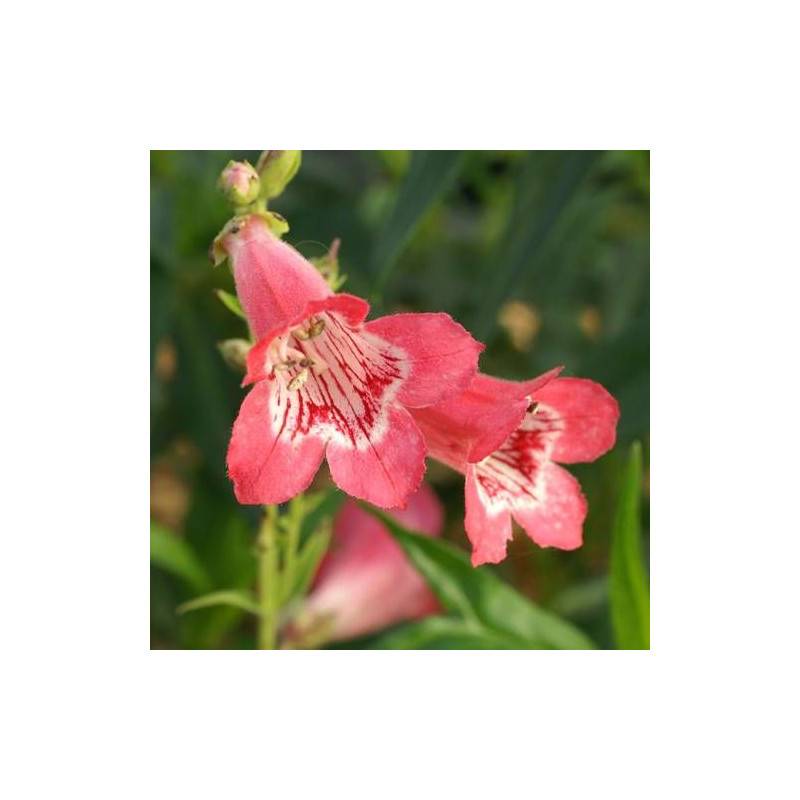 Penstemon Souvenir d'Adrien Régnier à fleurs Rose - feuillage Caduc - Godet - 5/20 cm-  hauteur à maturité De 0,50 m à 1,00 m - Image 1