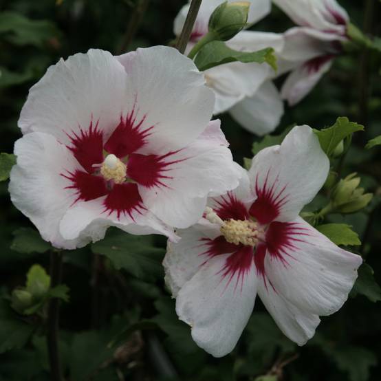 Promesse de Fleurs - Hibiscus syriacus Shintaeyang - Althéa blanc à coeur rouge cerise Pot de 3L/4L - Image 1