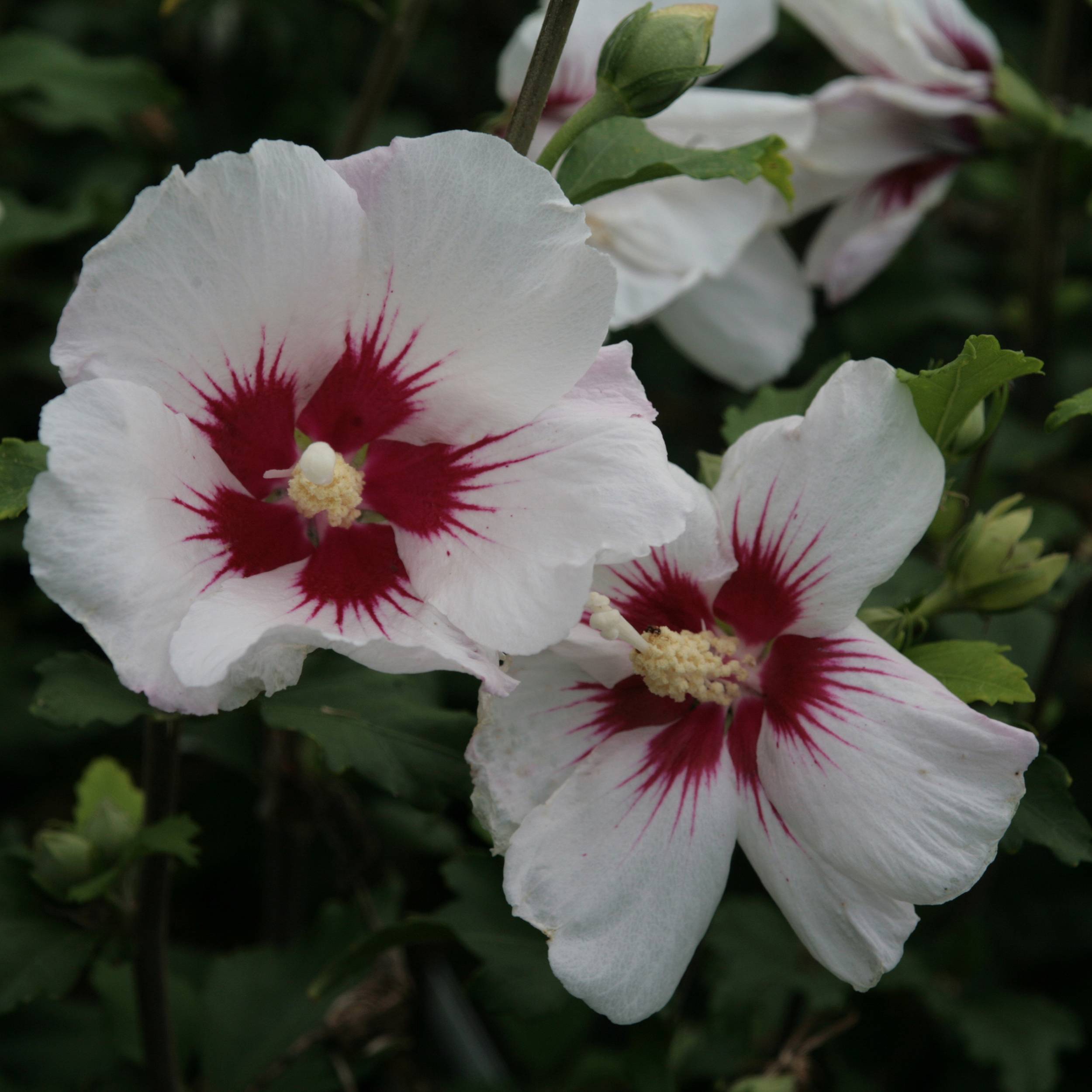 Promesse de Fleurs - Hibiscus syriacus Shintaeyang - Althéa blanc à coeur rouge cerise Pot de 3L/4L - Image 1