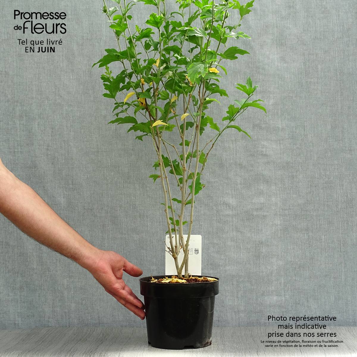 Promesse de Fleurs - Hibiscus syriacus Shintaeyang - Althéa blanc à coeur rouge cerise Pot de 3L/4L - Image 2