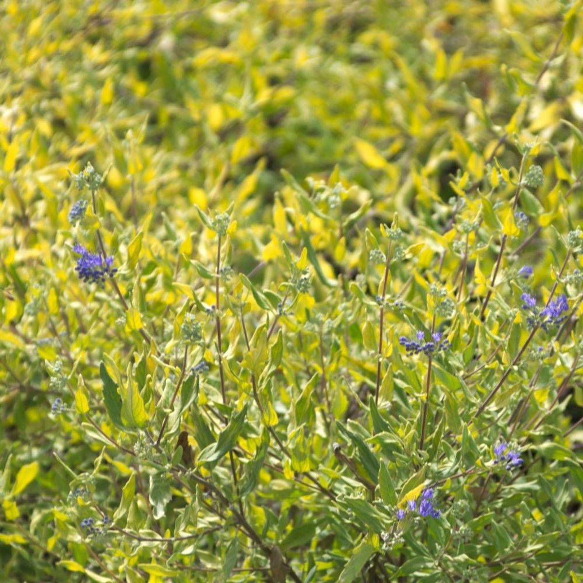 Caryopteris Worcester Gold à fleurs Bleue - feuillage Caduc - Pot de 3L - 20/40 cm-  hauteur à maturité De 1,00 m à 1,50 mm - Image 1