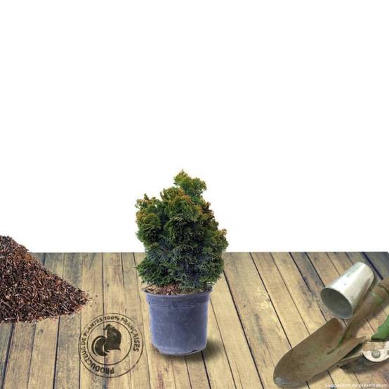 Faux cyprès d'Hinoki Aurora, Chamaecyparis obtusa - Pot de 3L - 20/40 cm - Image 2