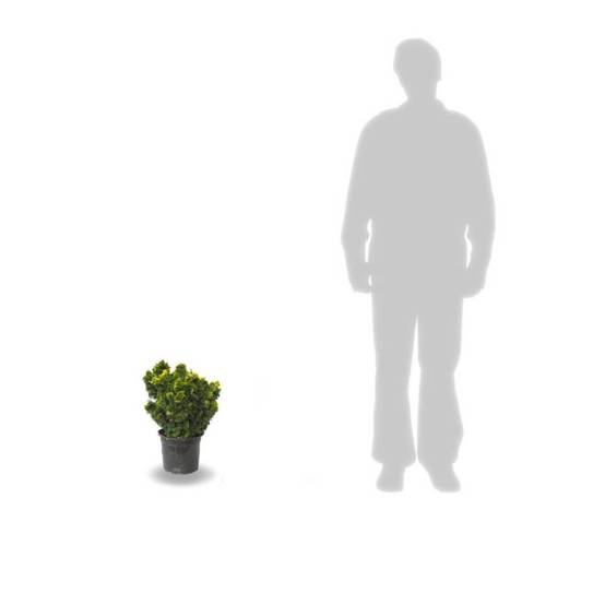 Faux cyprès d'Hinoki Aurora, Chamaecyparis obtusa - Pot de 3L - 20/40 cm - Image 3