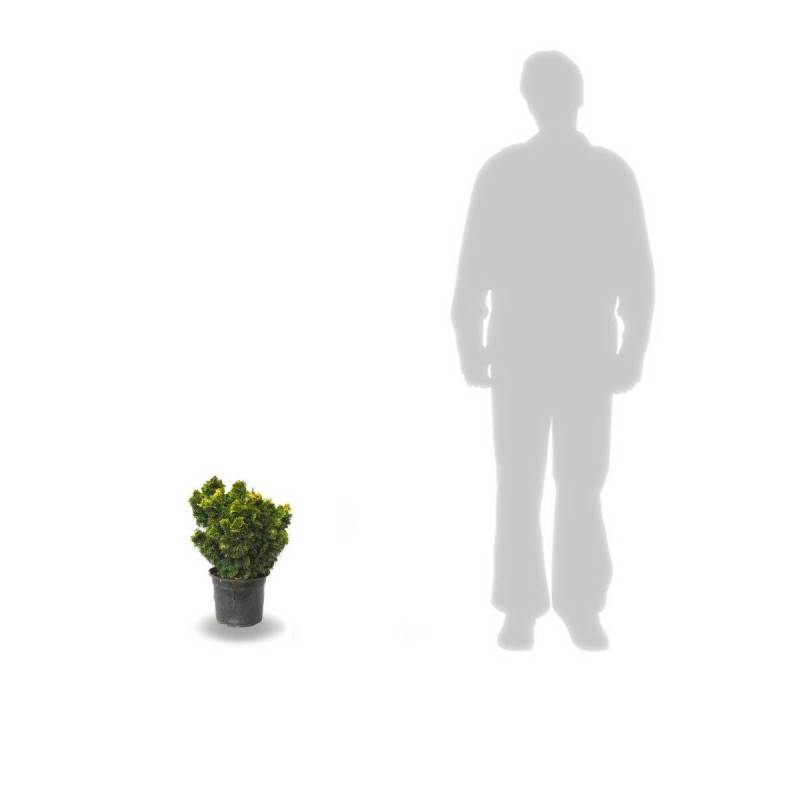 Faux cyprès d'Hinoki Aurora, Chamaecyparis obtusa - Pot de 3L - 20/40 cm - Image 3