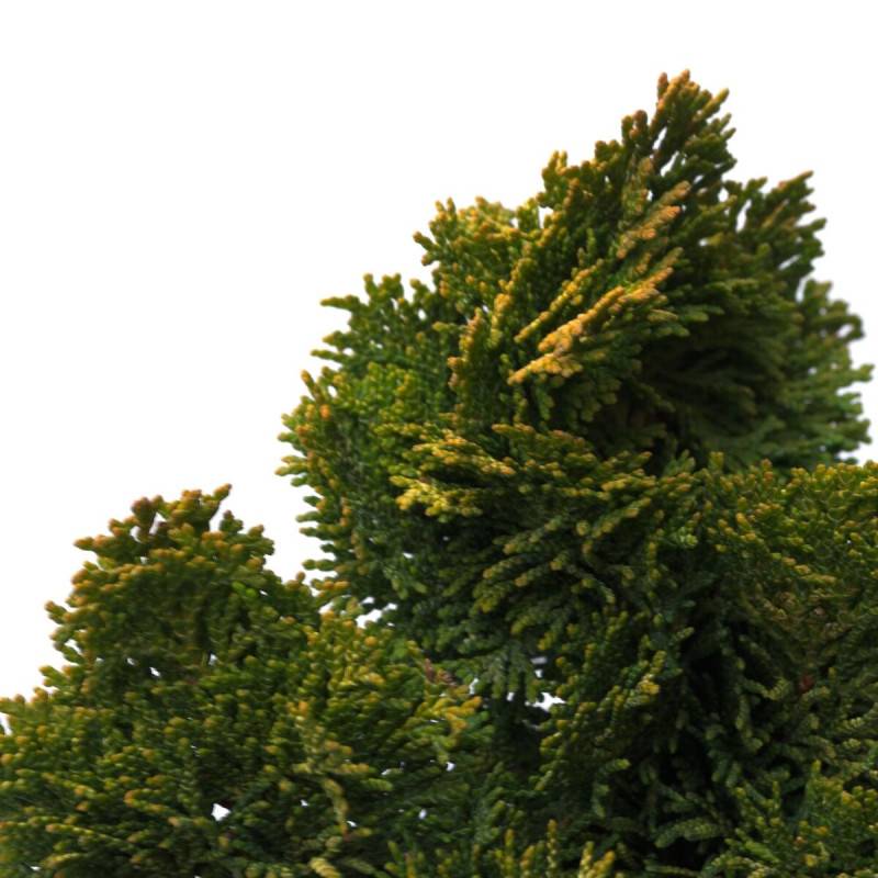 Faux cyprès d'Hinoki Aurora, Chamaecyparis obtusa - Pot de 3L - 20/40 cm - Image 1