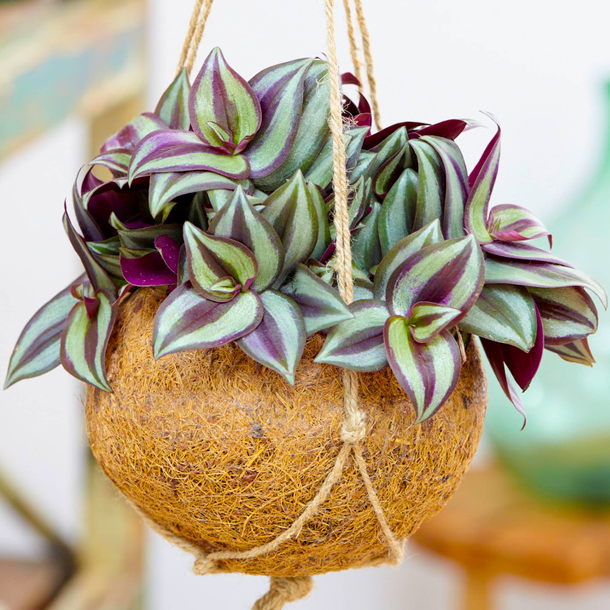 Gardenersdream - Tradescantia Zebrina – Misère | Persistante En Pot 12-25 Cm Plante D’Intérieur - GardenersDream - Image 1