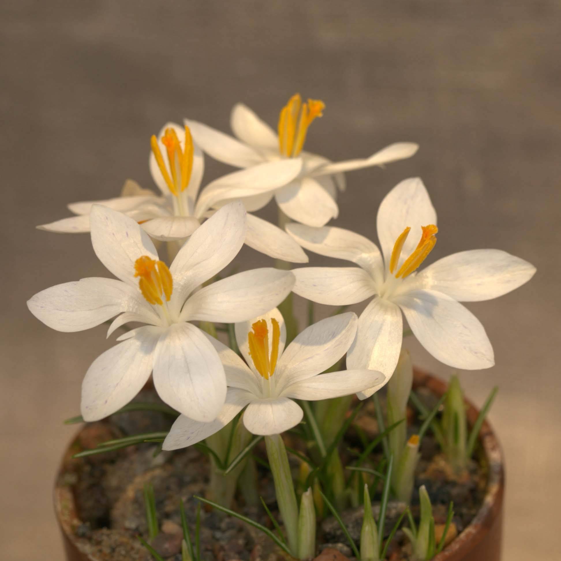 Promesse de Fleurs - Crocus tommasinianus Albus Bulbe calibre 5+ (par 5)