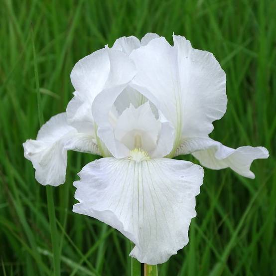 Promesse de Fleurs - Iris germanica Immortality - Iris des Jardins Pot de 1,5L/2L