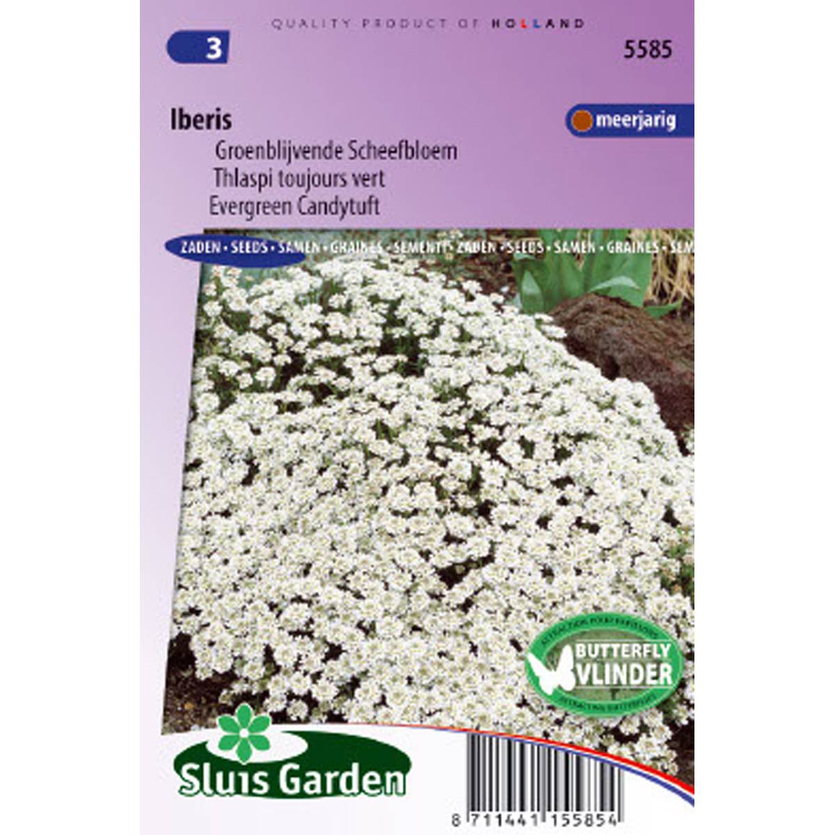 Promesse de Fleurs - Graines de Thlaspi toujours vert - Iberis sempervirens le sachet de 50 graines environ (0,3g)