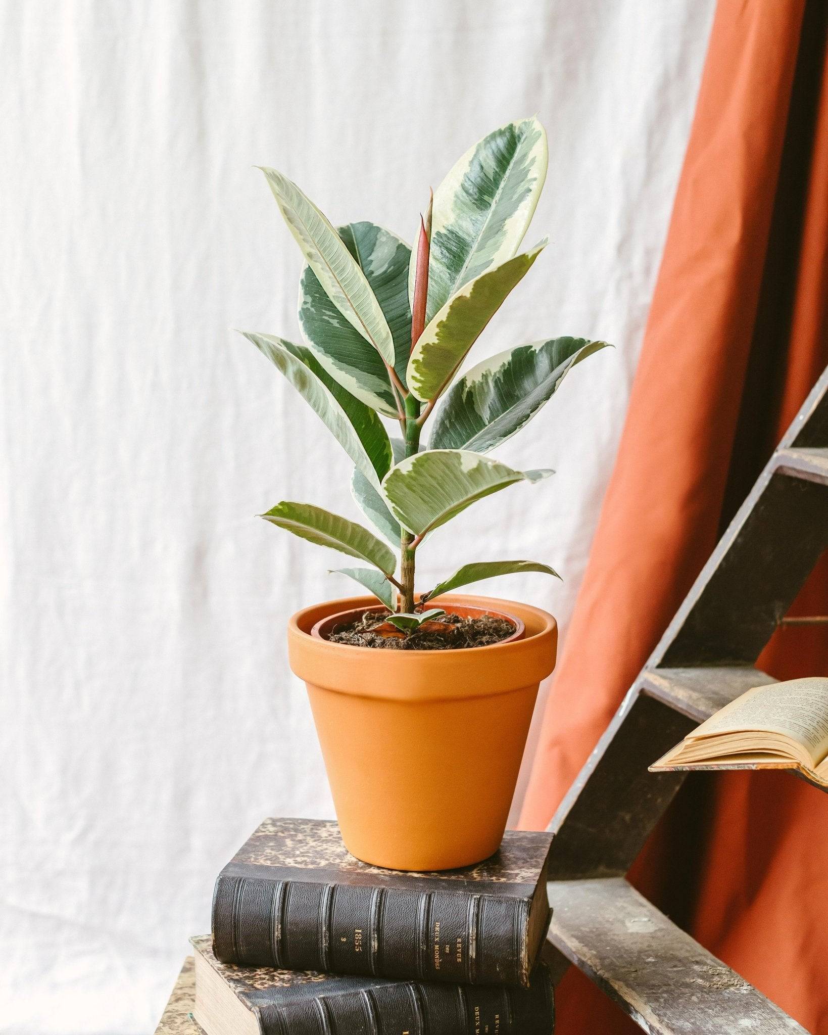 La Green Touch - Ficus Elastica Tineke 50cm - Plante d'intérieur- La Green Touch - Image 2