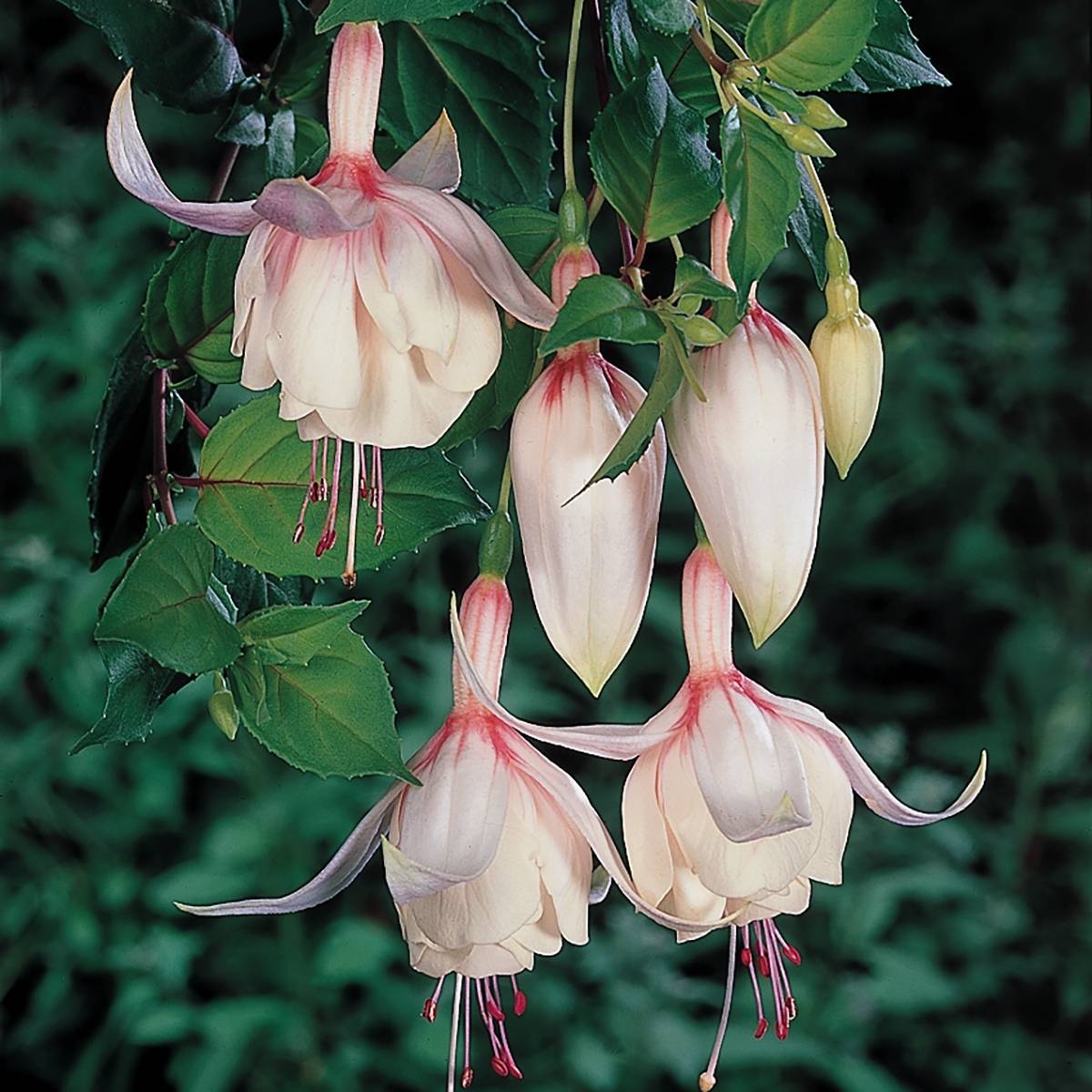 Promesse de Fleurs - Fuchsia Annabel (Annabelle) Pot de 12 cm / 13 cm