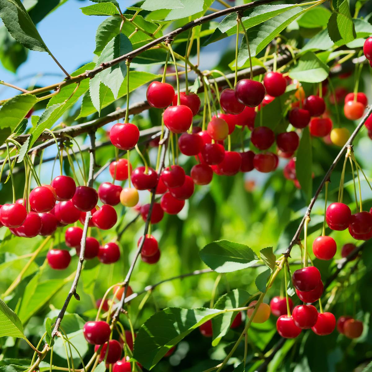 Cerisier Allegria Delbard - Prunus cerasus  Motte "Prêt-à-planter", Demi-Tige