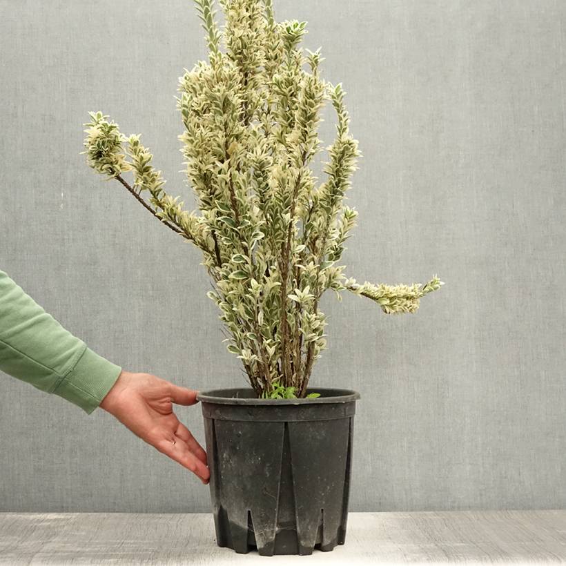 Promesse de Fleurs - Euonymus japonicus White Spire - Fusain du Japon Pot de 7,5L/10L - Image 2