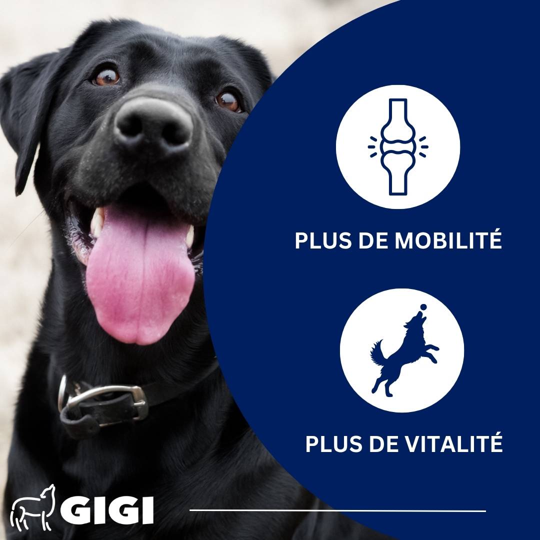 Articulations Chiens – Mobilité & Soutien – MSM & Boswellia 30 comprimés GIGI VET - Image 2