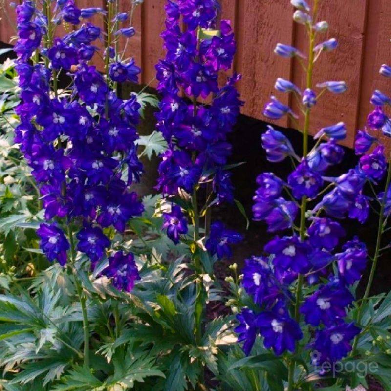 3 Pieds D'Alouette 'King Arthur' (Delphinium 'King Arthur') - Lot de 3 vivaces - Pépinières Naudet - Image 1