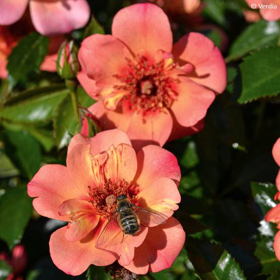 Promesse de Fleurs - Rosier Decorosier Baia Pot de 2L/3L