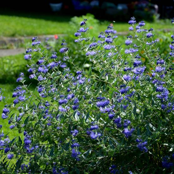 Promesse de Fleurs - Caryopteris clandonensis Heavenly Blue - Spirée bleue Pot de 2L/3L - Image 1