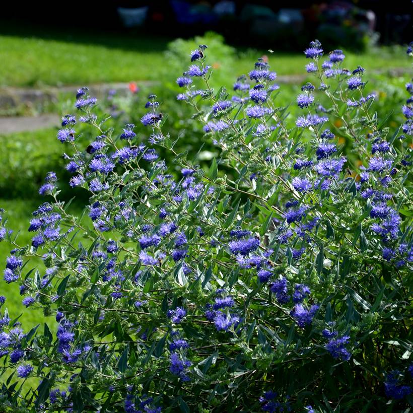 Promesse de Fleurs - Caryopteris clandonensis Heavenly Blue - Spirée bleue Pot de 2L/3L - Image 1