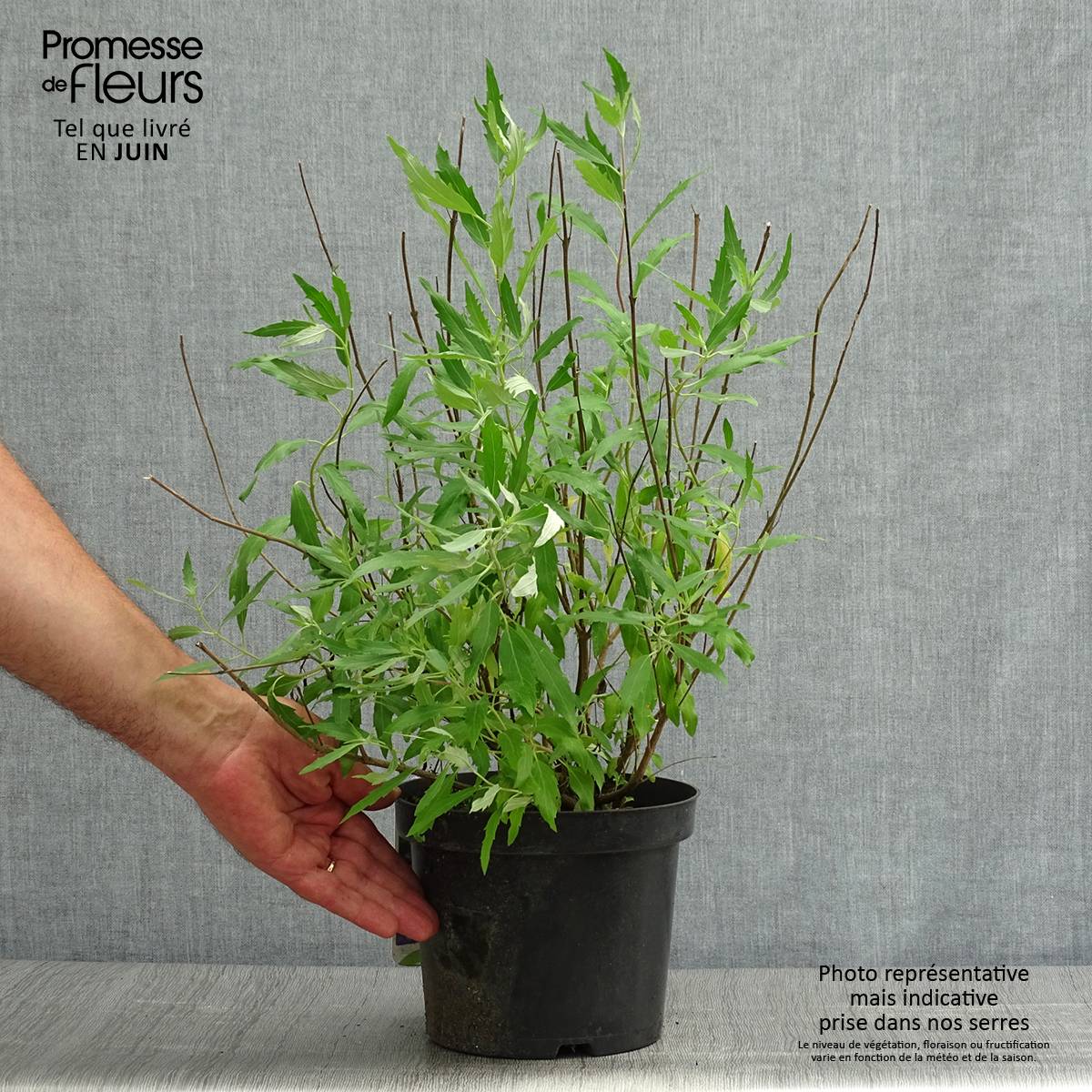 Promesse de Fleurs - Caryopteris clandonensis Heavenly Blue - Spirée bleue Pot de 2L/3L - Image 2