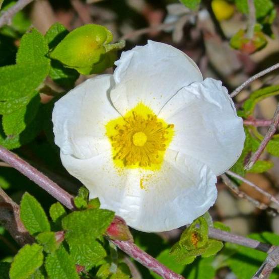 Ciste à feuilles de sauge (Cistus salviifolius) - Godet - Taille 13/25cm - Pépinières Naudet - Image 1