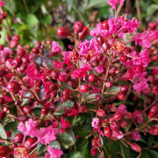 Lilas des Indes Petite Red, Lagerstroemia à fleurs Rouge - feuillage Caduc - Pot de 3L - 40/60 cm- hauteur à maturité De 2,50 m à 3,00 m - Image 1
