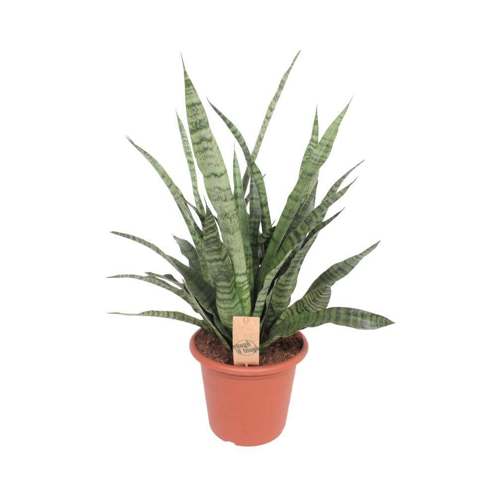 Sansevieria Diamond Green 80cm - Plante d'intérieur- La Green Touch - Image 1