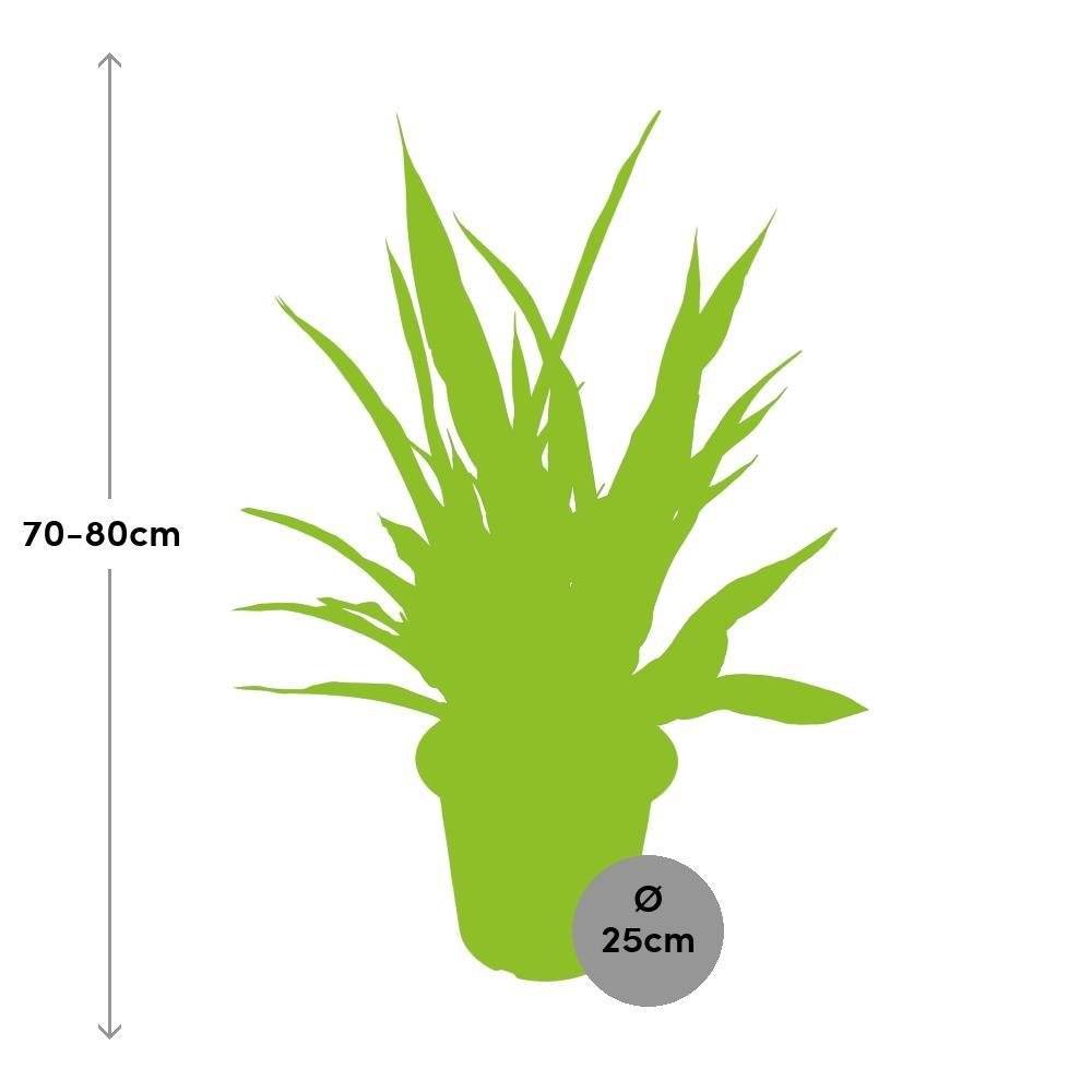 Sansevieria Diamond Green 80cm - Plante d'intérieur- La Green Touch - Image 3