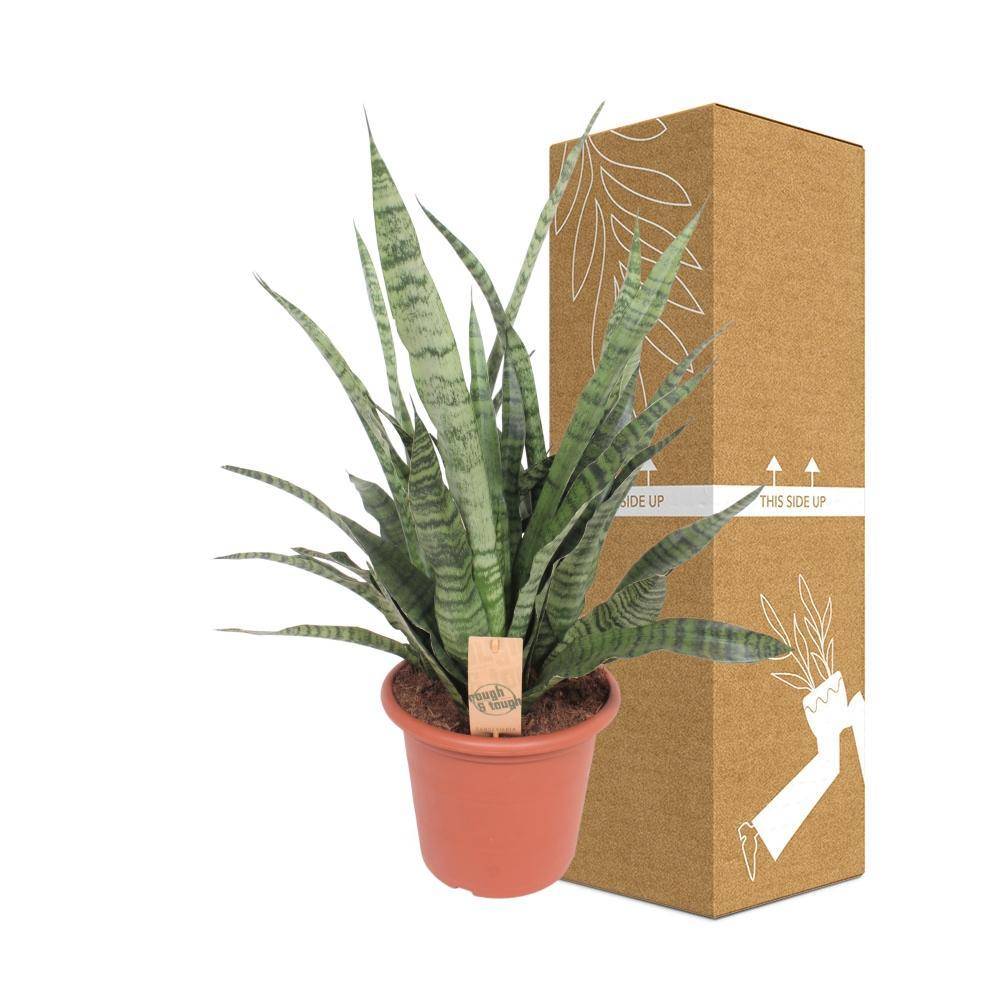 Sansevieria Diamond Green 80cm - Plante d'intérieur- La Green Touch - Image 4