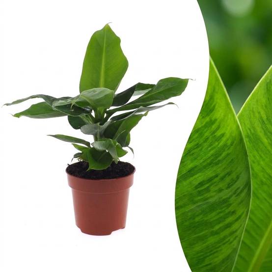 Bananier nain - Musa Oriental Dwarf - Ø12cm - ↕30cm - Plantes d’intérieur - Image 1
