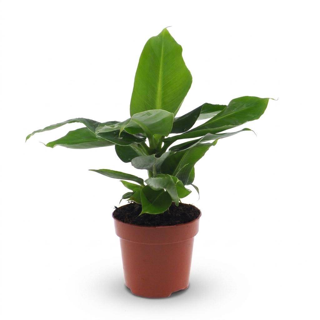 Bananier nain - Musa Oriental Dwarf - Ø12cm - ↕30cm - Plantes d’intérieur - Image 2