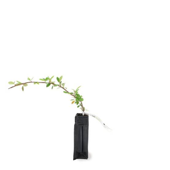 Cotoneaster laiteux (Cotoneaster lacteus) - Godet - Taille 20/40cm - Pépinières Naudet - Image 2