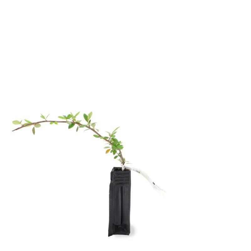 Cotoneaster laiteux (Cotoneaster lacteus) - Godet - Taille 20/40cm - Pépinières Naudet - Image 2
