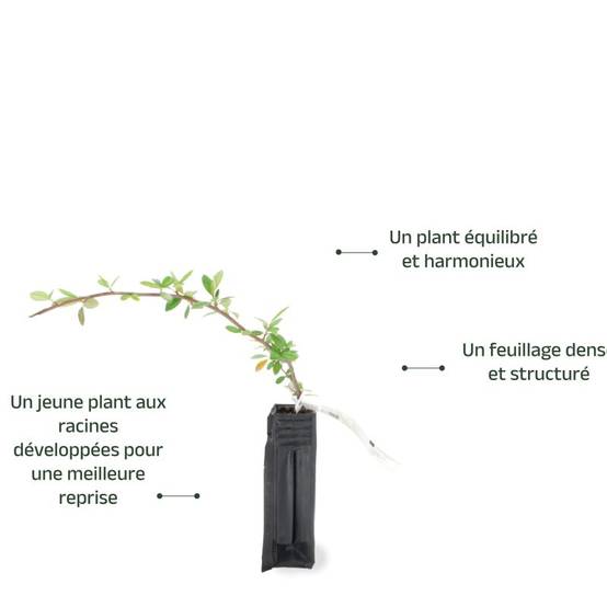 Cotoneaster laiteux (Cotoneaster lacteus) - Godet - Taille 20/40cm - Pépinières Naudet - Image 3