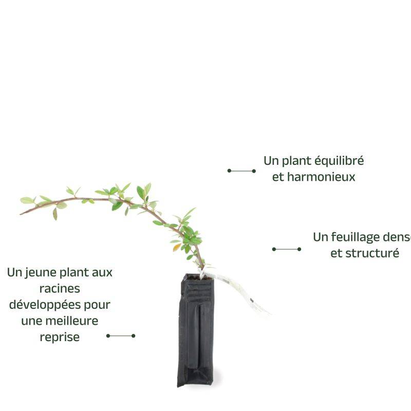 Cotoneaster laiteux (Cotoneaster lacteus) - Godet - Taille 20/40cm - Pépinières Naudet - Image 3
