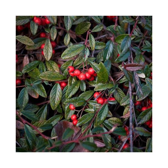Cotoneaster laiteux (Cotoneaster lacteus) - Godet - Taille 20/40cm - Pépinières Naudet - Image 1