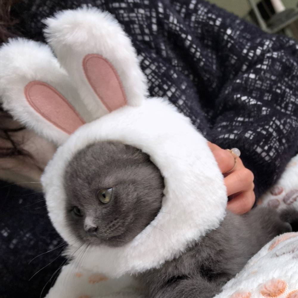 Costume d'Halloween pour chat - IntiMeg - Image 2