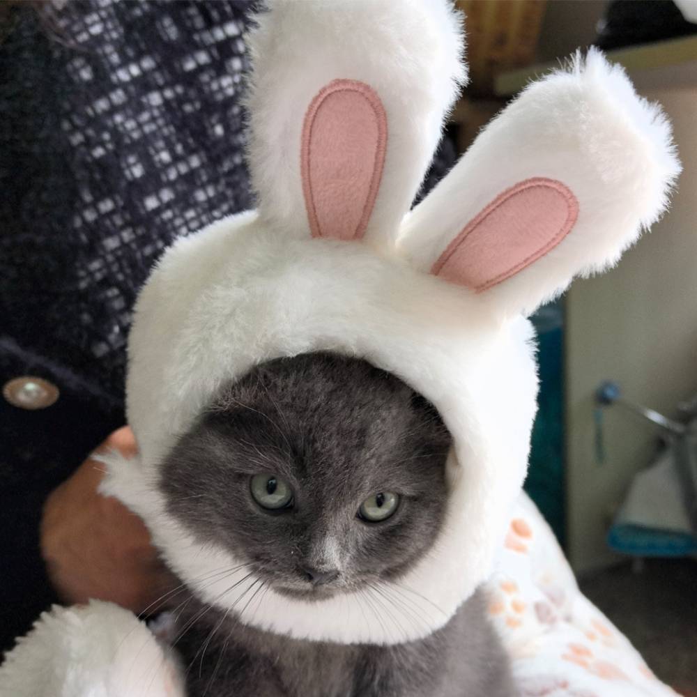 Costume d'Halloween pour chat - IntiMeg - Image 5