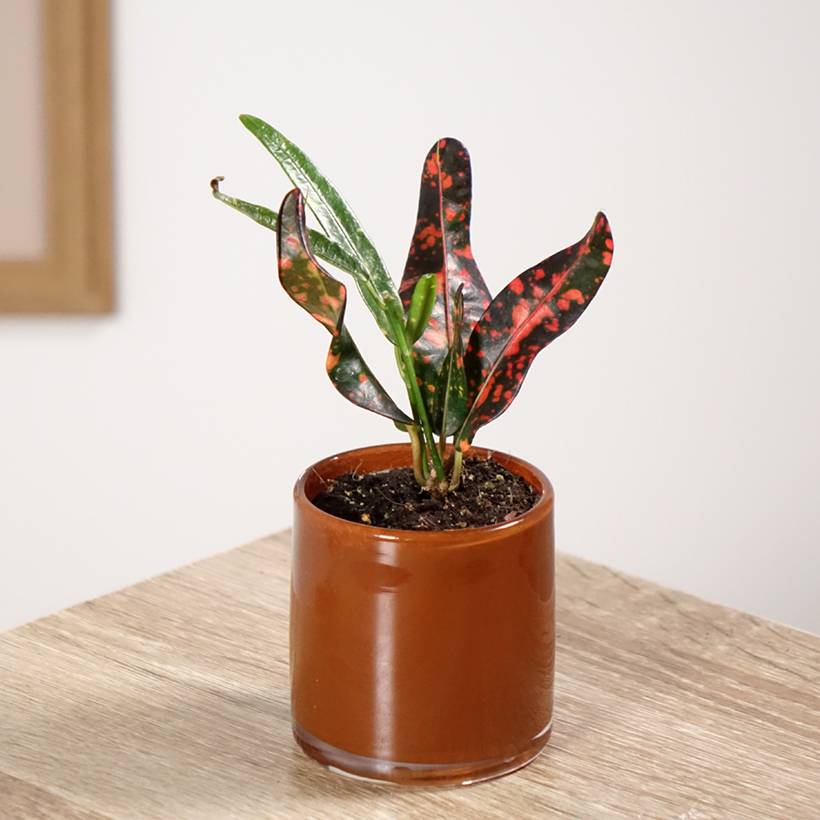 Croton Red Batik - Codiaeum Mini-plante - Gamm vert